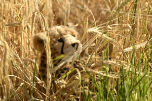 Juba versteckt sich im Weizen